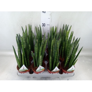 Sansevieria cyl.  ...
