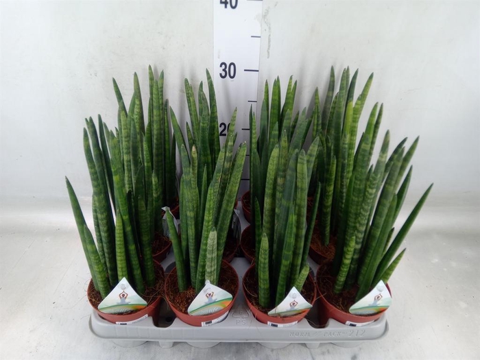 <h4>Sansevieria cyl.  ...</h4>