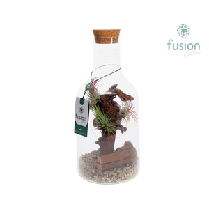 Green Bottle Fles Small met Tillandsia Air Plants