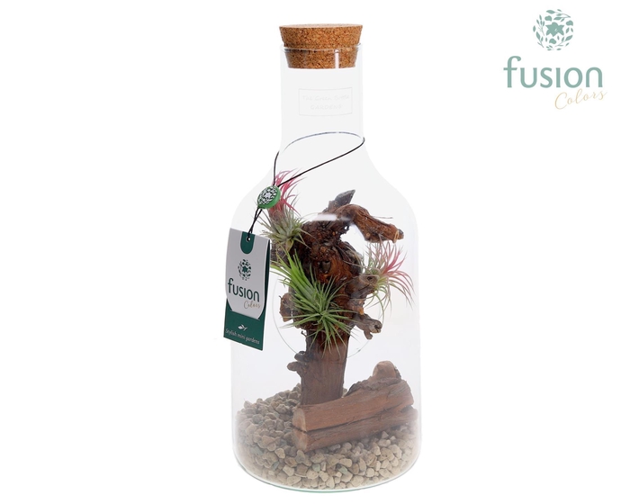 <h4>Green Bottle Fles Small met Tillandsia Air Plants</h4>