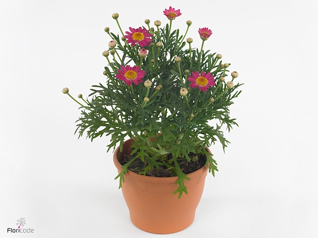 ARG LA RITA SAL PINK