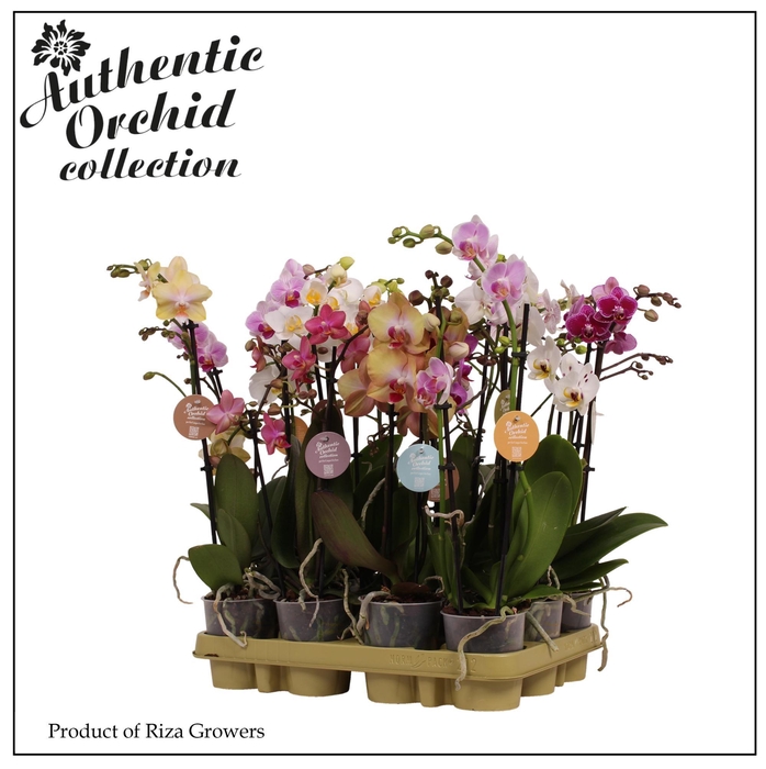 <h4>Phalaenopsis Multi Mix 2 spike - 9cm | Authentic</h4>