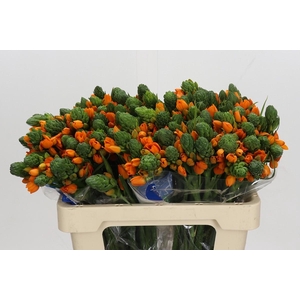 Ornithogalum Dubium Sunshine