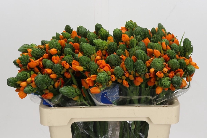 <h4>Ornithogalum Dubium Sunshine</h4>