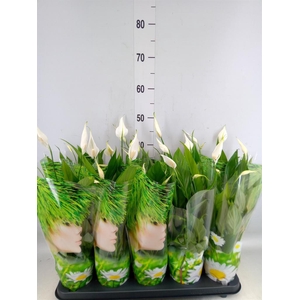 Spathiphyllum  'Alana'