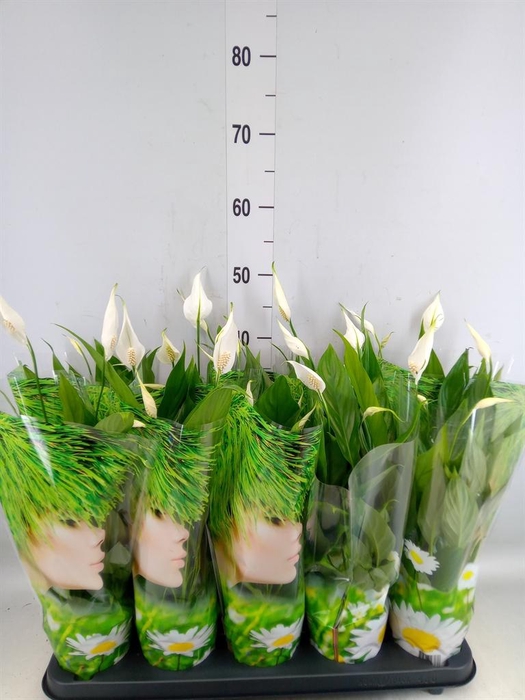 <h4>Spathiphyllum  'Alana'</h4>