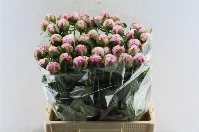 <h4>Paeonia Sarah Bernhard Pink</h4>