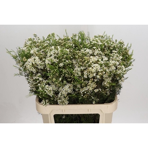 Chamelaucium Jupiter Moon