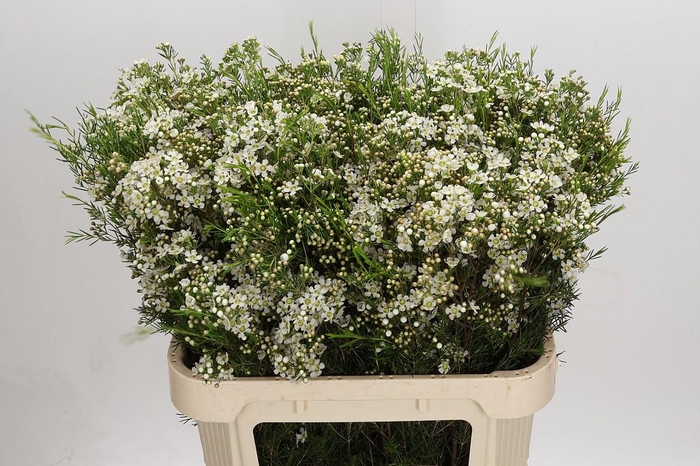 <h4>Chamelaucium Jupiter Moon</h4>