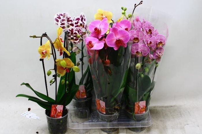 <h4>PHAL EL CASCADE</h4>