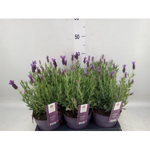 Lavandula stoec. 'Anouk'