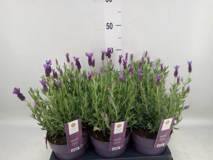 <h4>Lavandula stoec. 'Anouk'</h4>