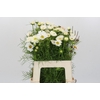 Cosmos White