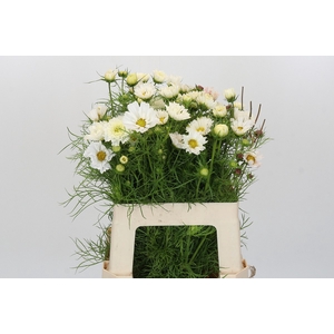 Cosmos White