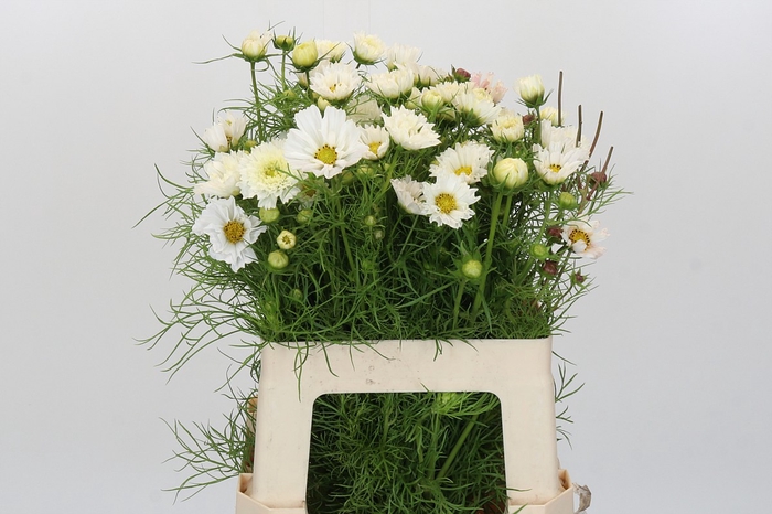 Cosmos White