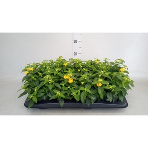 Lantana camara   ...