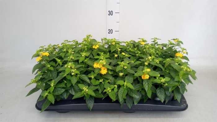 <h4>Lantana camara   ...</h4>