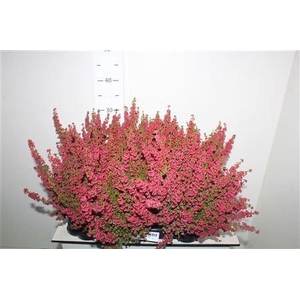 Erica Gracilis Rood