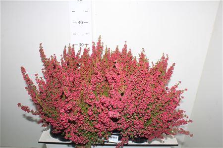 <h4>Erica Gracilis Rood</h4>