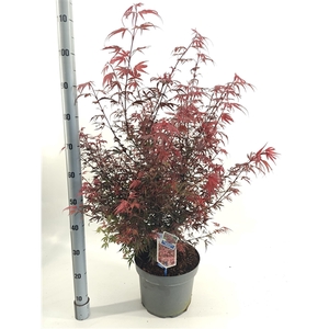 Acer pal. 'Shaina'