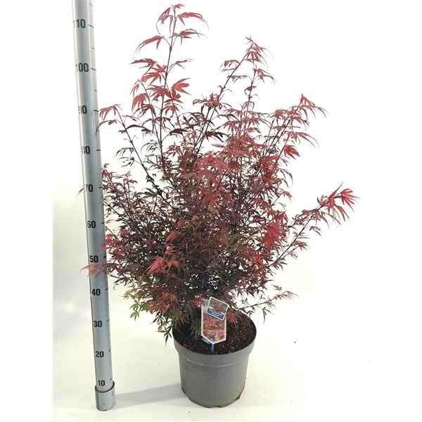 <h4>Acer pal. 'Shaina'</h4>