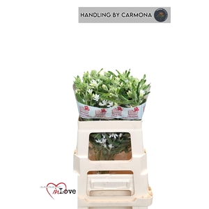 OXY CO PERF WHI HARM