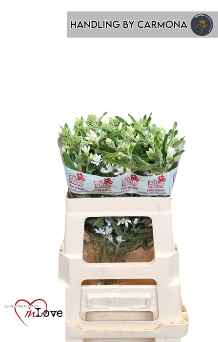 <h4>OXY CO PERF WHI HARM</h4>