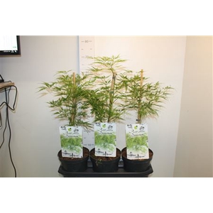 Acer Palm Dissectum