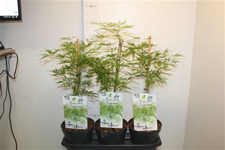 <h4>Acer Palm Dissectum</h4>