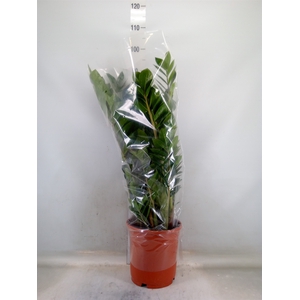 Zamioculcas zamiifolia