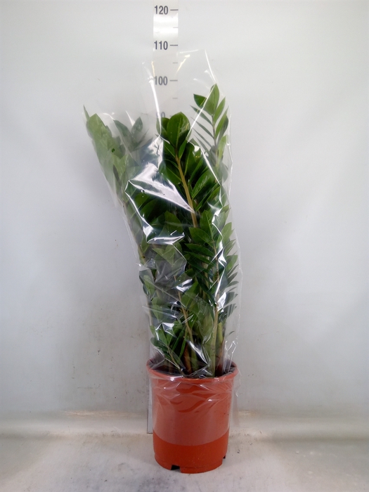 <h4>Zamioculcas zamiifolia</h4>