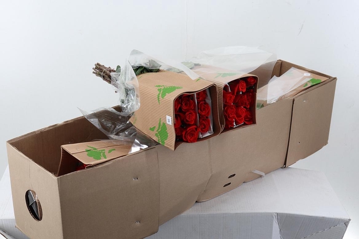 <h4>R Gr Nina Box Fu</h4>