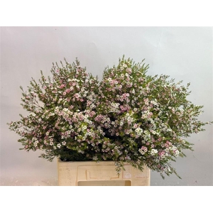 Chame Un My Sweet 16