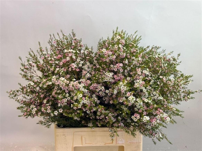 <h4>Chame Un My Sweet 16</h4>