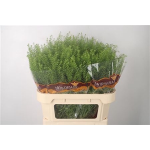 Lepidium Green Bell