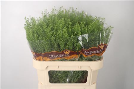 <h4>Lepidium Green Bell</h4>
