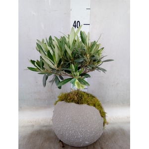 Arr.   Kamerplant Groen L%