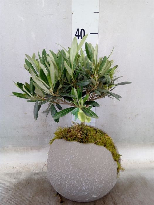 <h4>Arr.   Kamerplant Groen L%</h4>