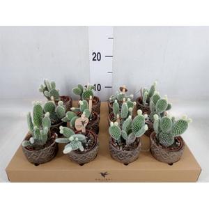 Opuntia microdasys 'Albispina'