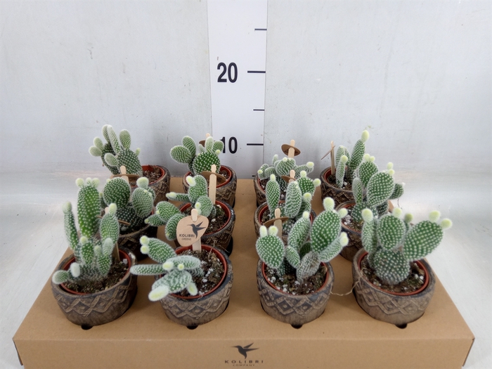 <h4>Opuntia microdasys 'Albispina'</h4>