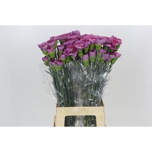 Dianthus St Hypnosis
