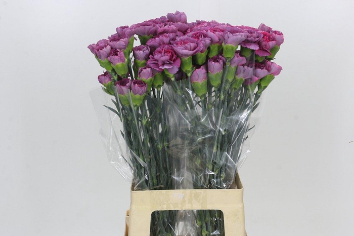 <h4>Dianthus St Hypnosis</h4>