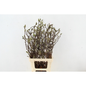 MAGNOLIA GEORGE HENRY KERN 080CM