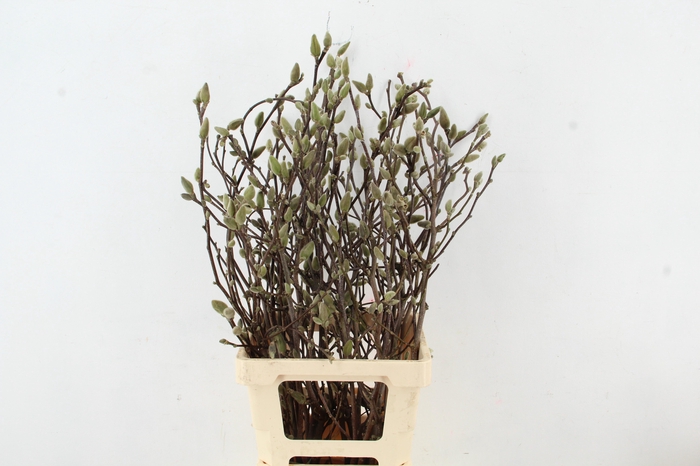 <h4>MAGNOLIA GEORGE HENRY KERN 080CM</h4>