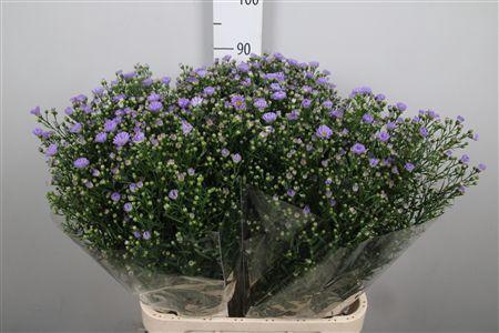 <h4>Ast Cassandra</h4>