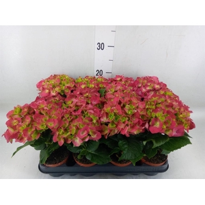 Hydrangea mac. 'Hot Red'