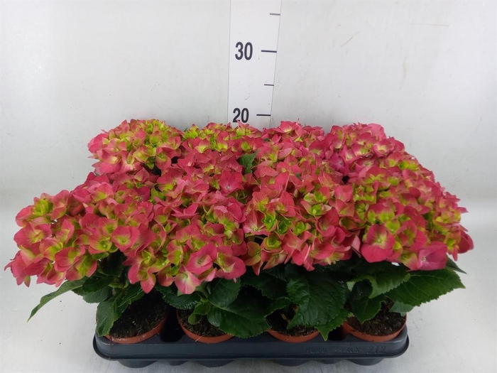 <h4>Hydrangea mac. 'Hot Red'</h4>