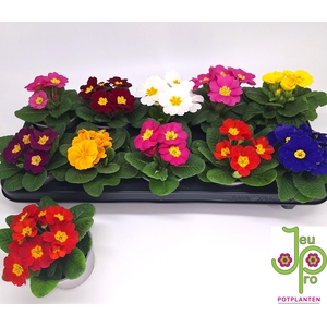 PRIM AC PARADISO GEM