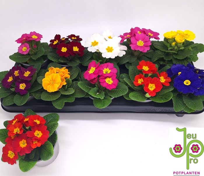 <h4>PRIM AC PARADISO GEM</h4>