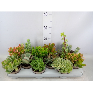 Crassula   ...mix